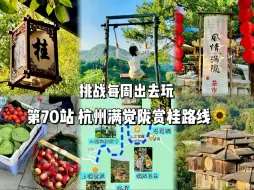 Download Video: 挑战每周出去玩 第70站杭州满觉陇赏桂花路线