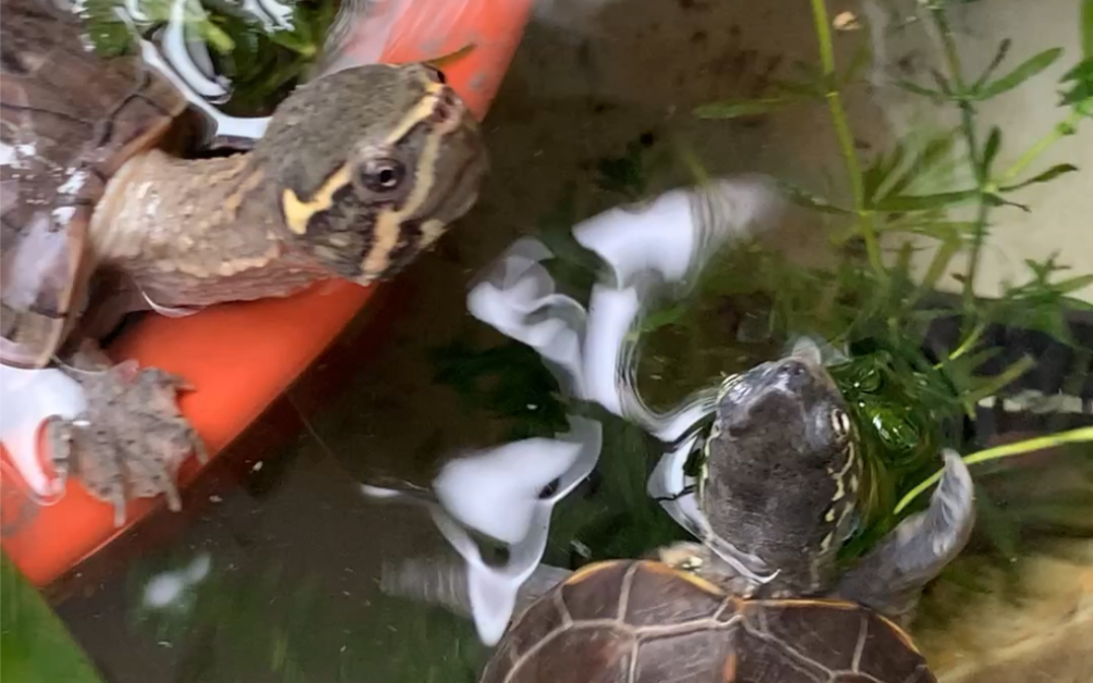 手指钓乌龟是男人就玩11次