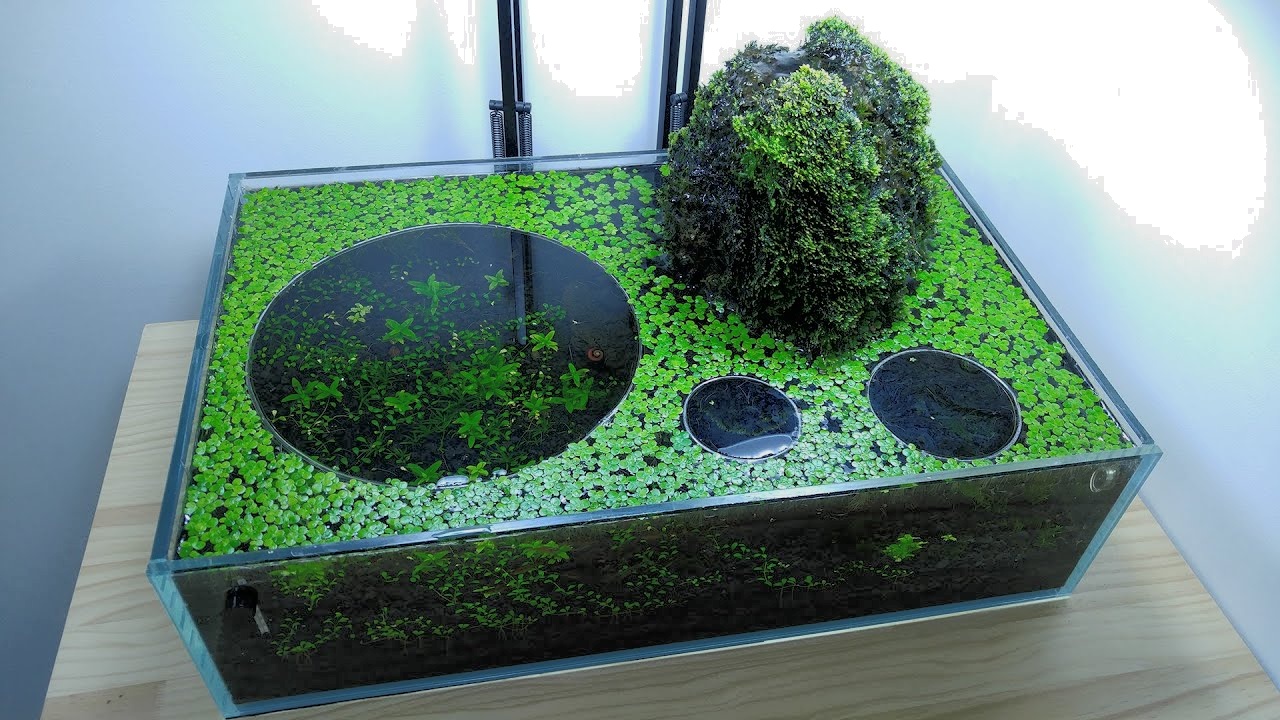 搬footheflowerhorn3火山过滤器鱼缸吃了太多虾没有二氧化碳没有繁殖