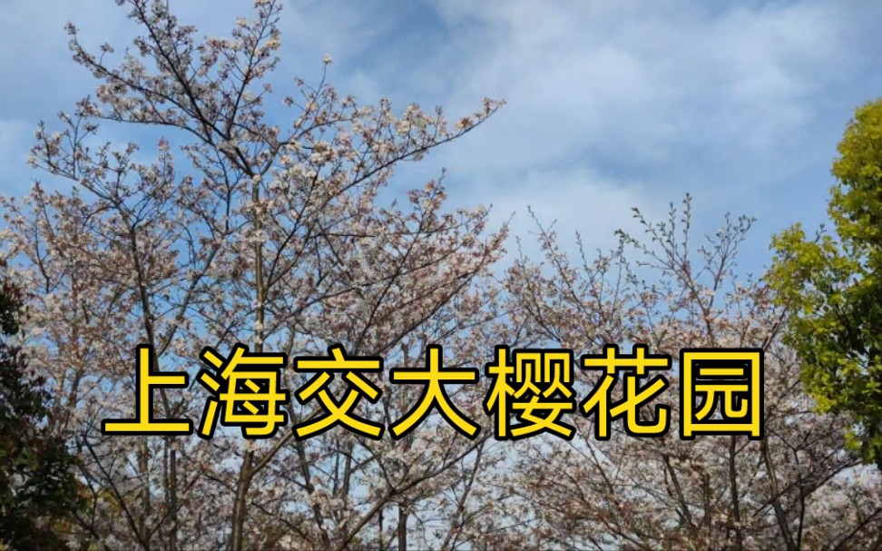 上海交大樱花园里的一些春天