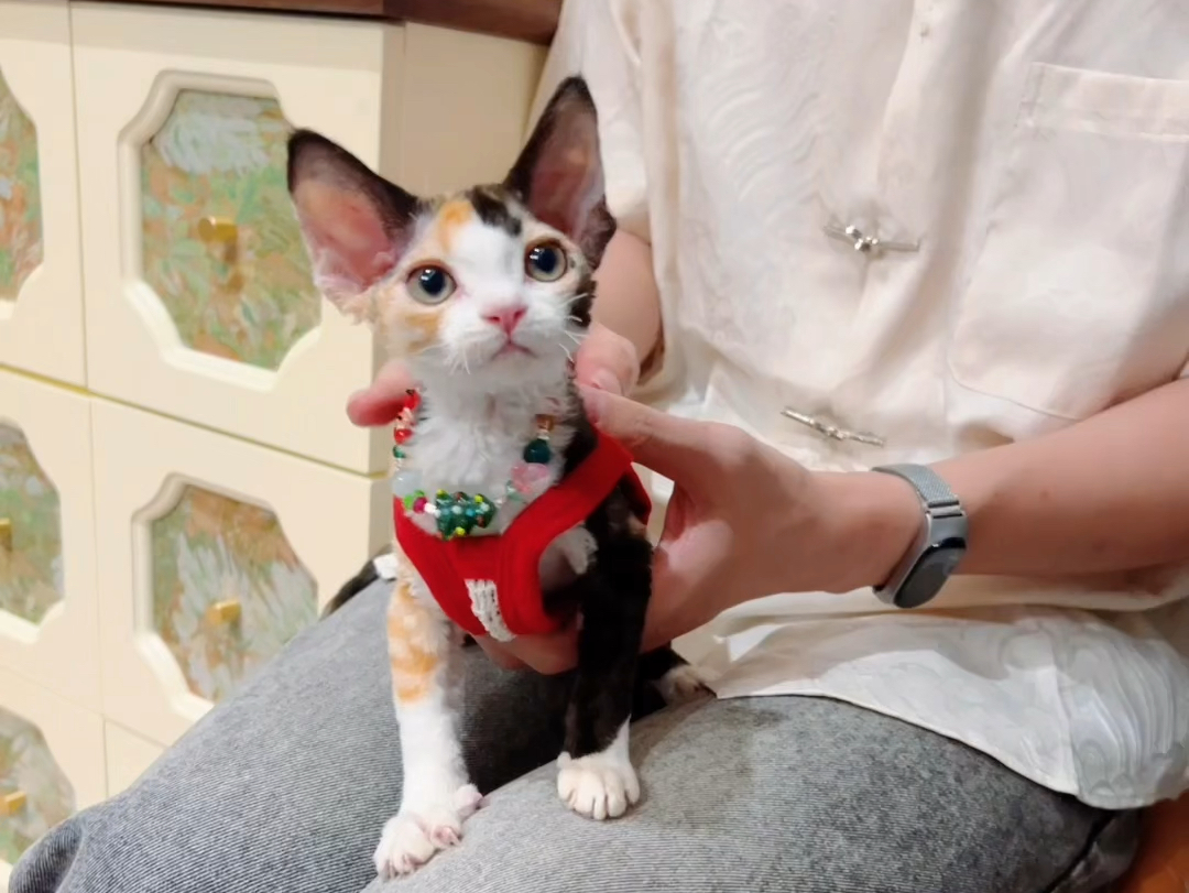 自带美人痣甜甜微笑脸的可爱正三花德文卷毛猫妹妹
