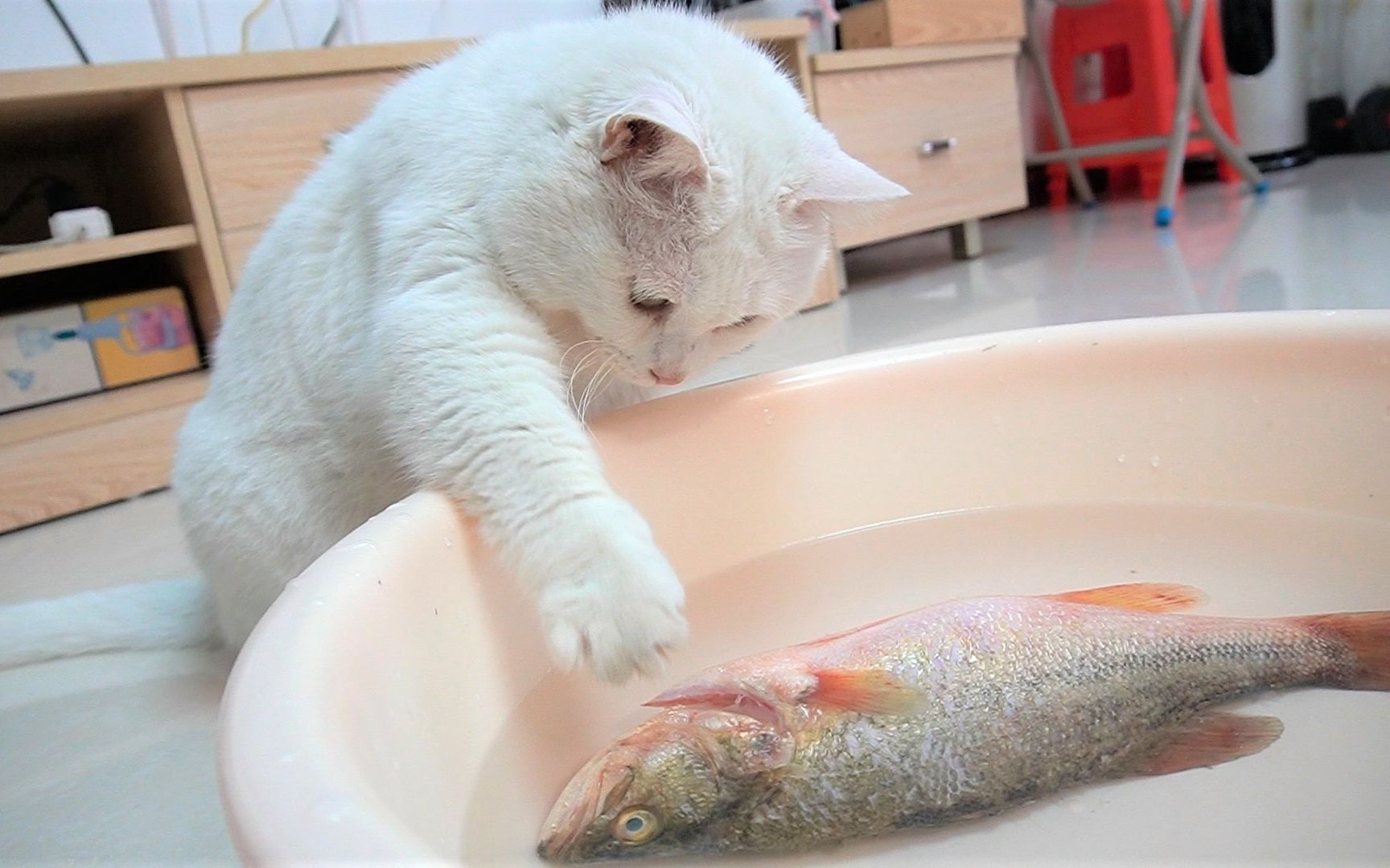 你永远想不到,猫为偷腥,能有多拼!