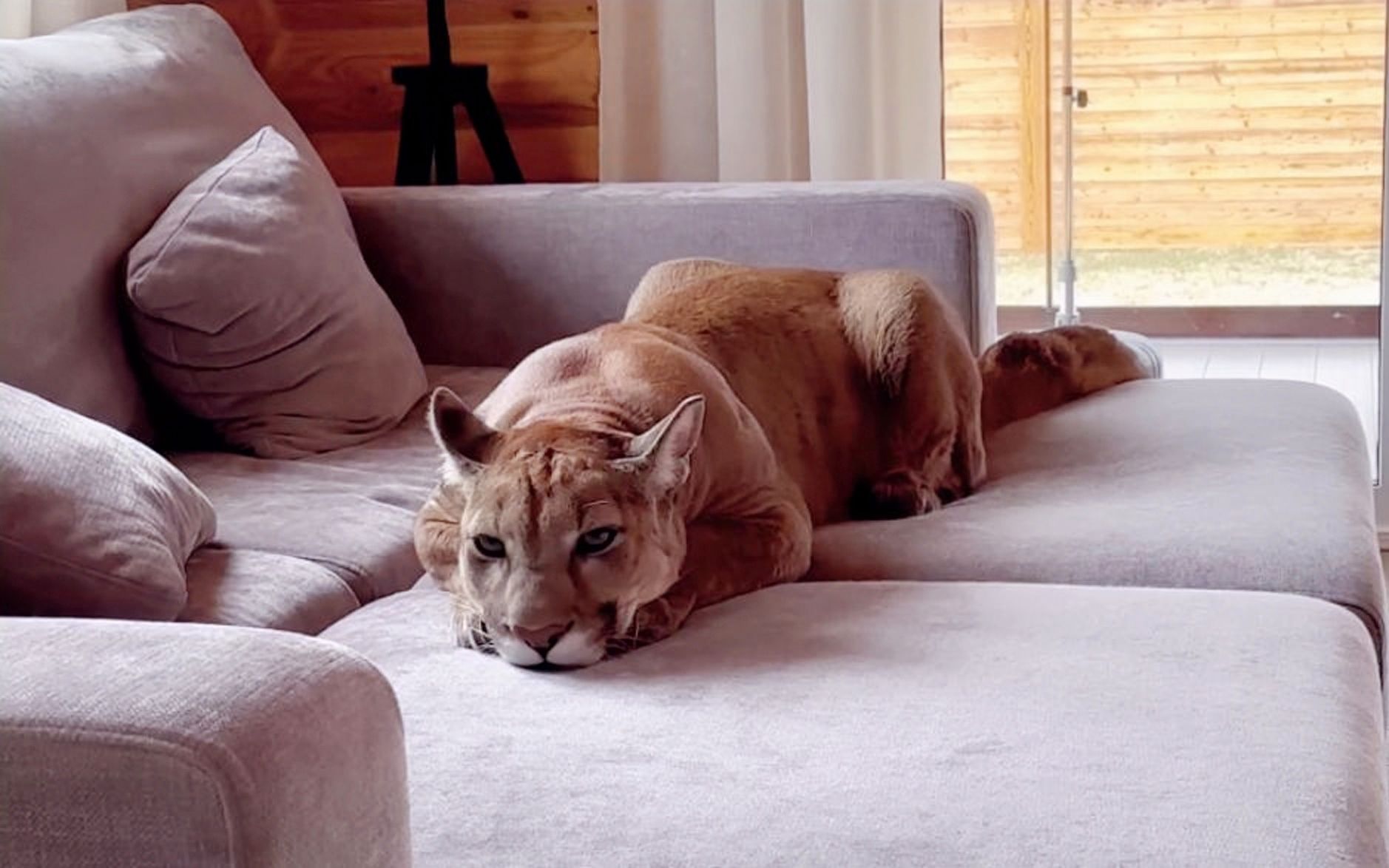 美洲狮梅西:当爸爸离开了4个小时后