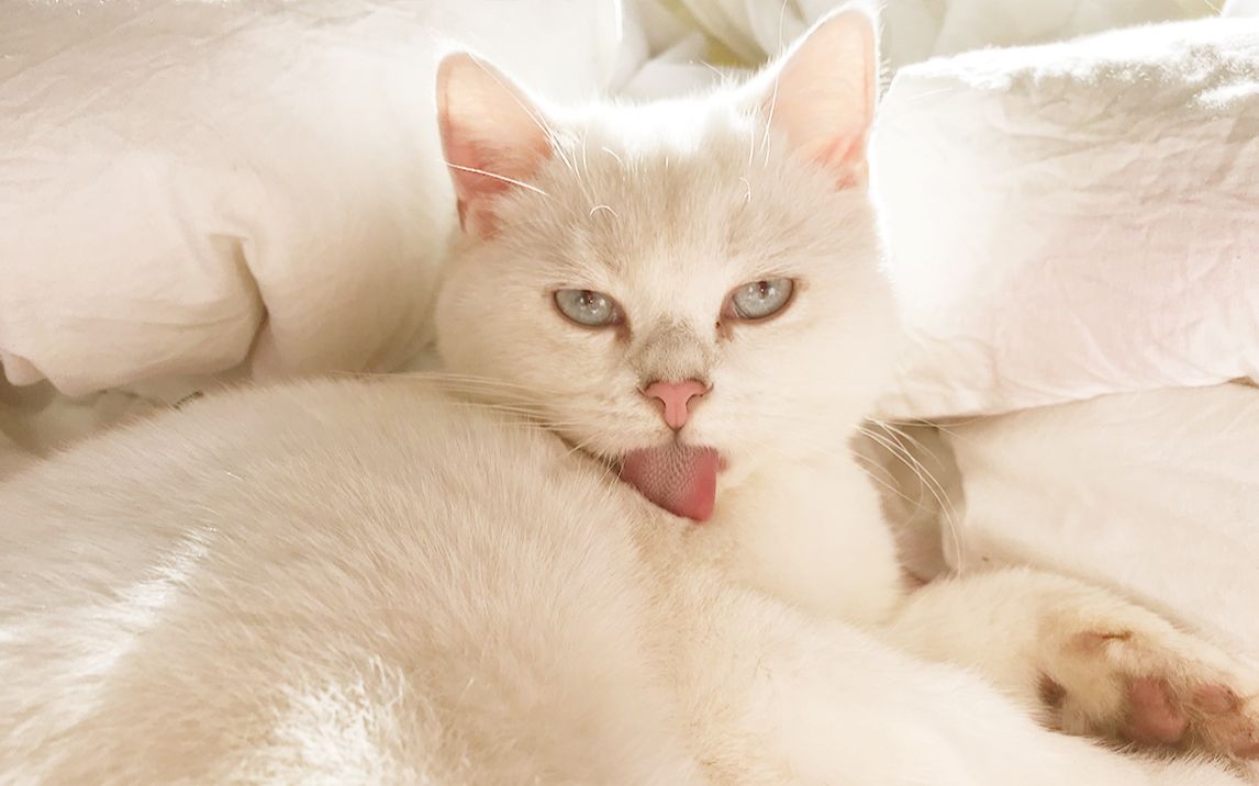 减压猫片:小猫咪舔毛1_哔哩哔哩_bilibili