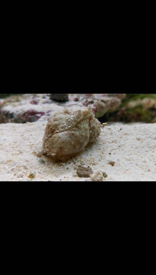 刚脱壳的山羊馒头蟹卧沙啦