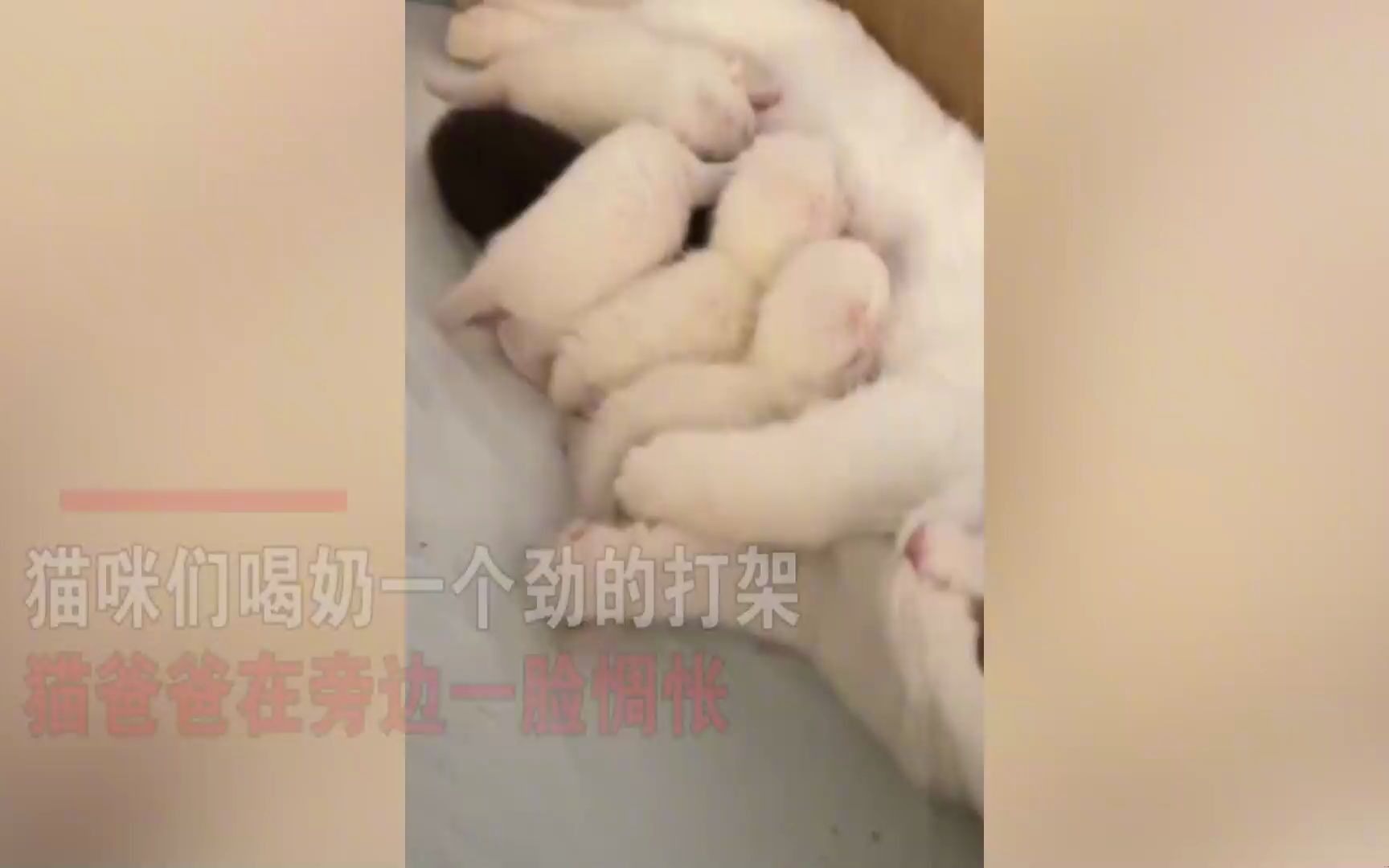 [图]猫崽们喝奶打起架来，一旁的猫爸爸眉头紧皱太惆怅：能不能别打了