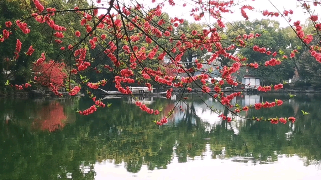 [图]人面桃花三月红