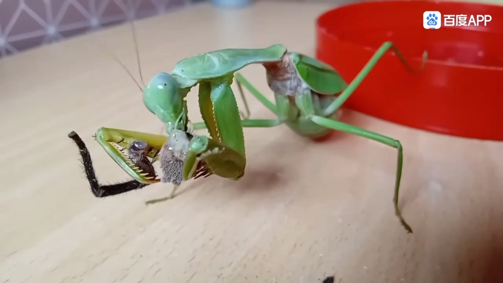 螳螂捕食小狼蛛
