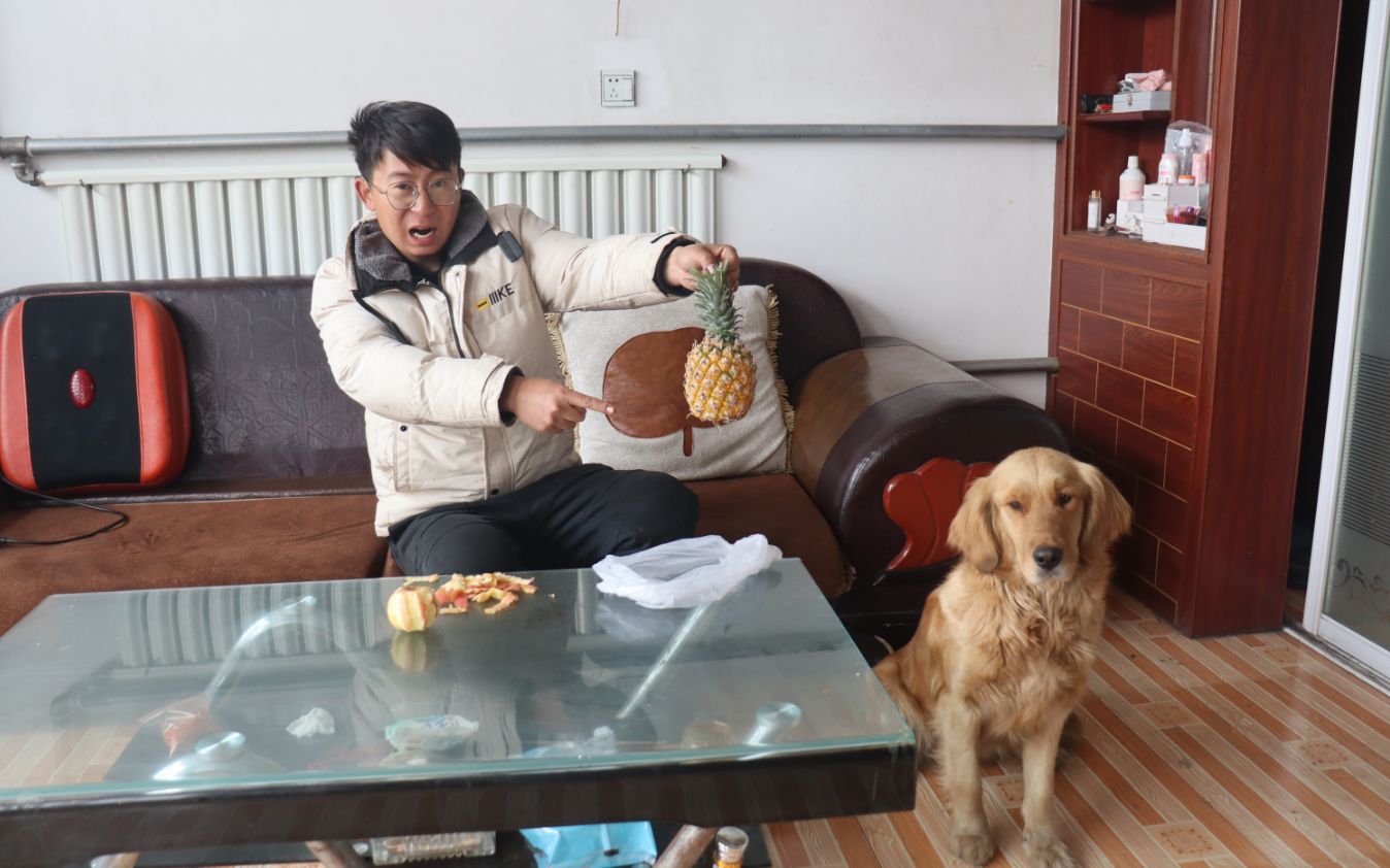 金毛让小亮用牙齿去菠萝皮不然就向他媳妇告密小亮该怎么办