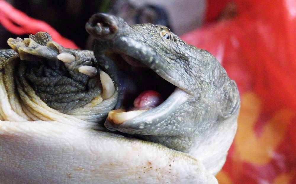 这是什么鬼操作,钓王八高手啊,大爷真厉害!