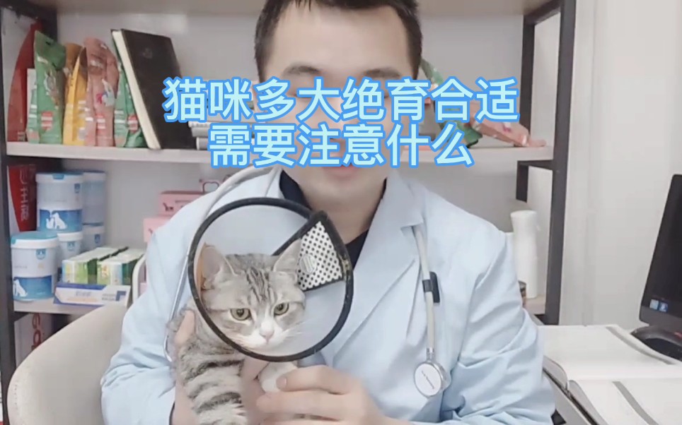 猫咪多大绝育合适,需要注意什么哔哩哔哩bilibili