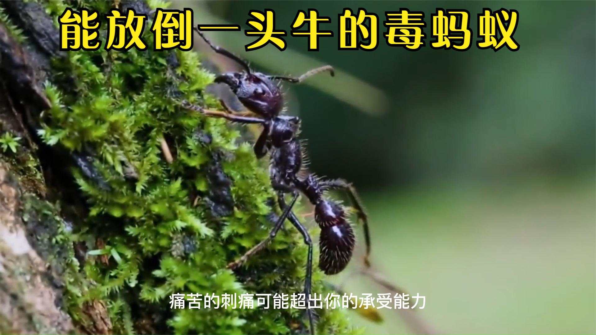 能放倒一头牛的蚂蚁,天鹅绒蚂蚁,子弹蚁