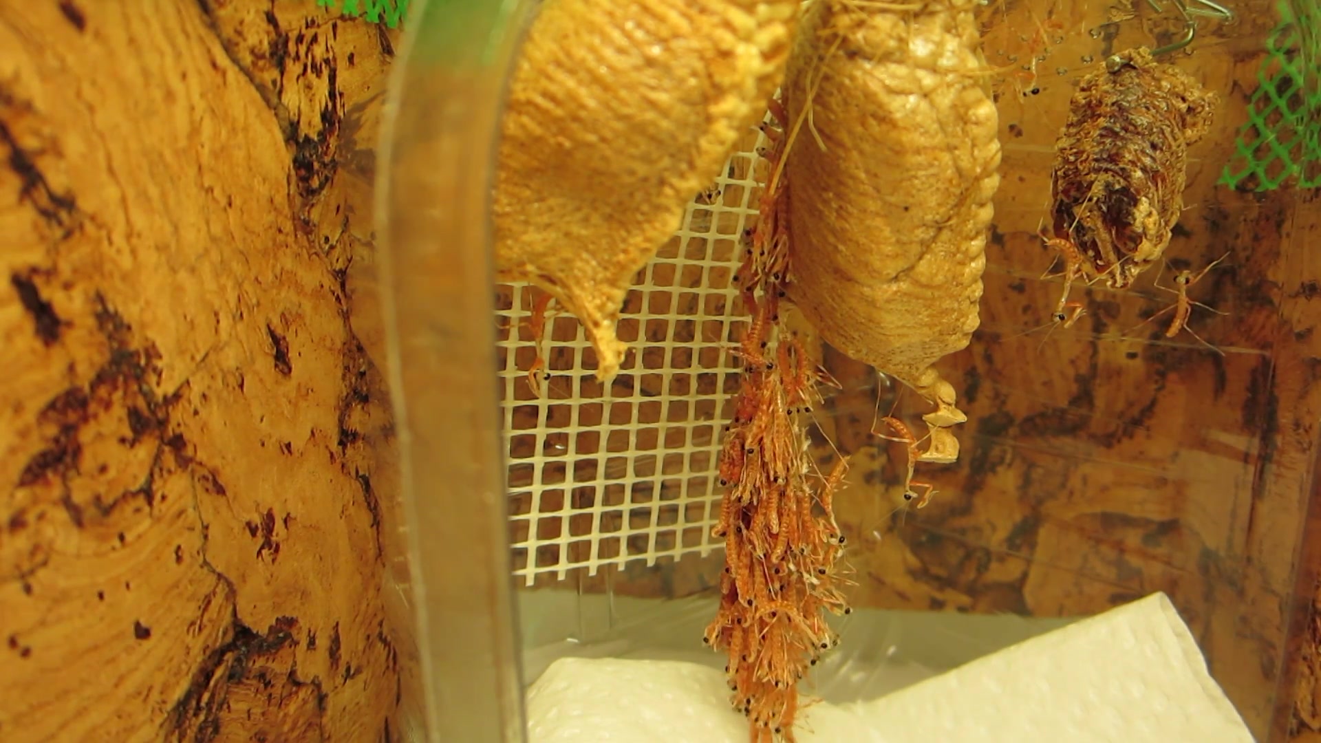 螳螂卵块大量孵化
