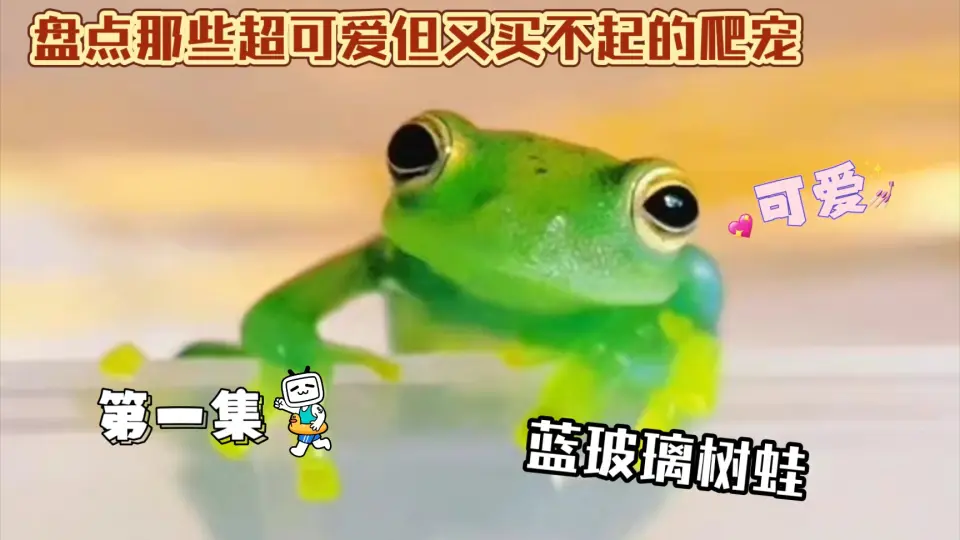 玻璃蛙】蛙蛙困了，1秒成饼_哔哩哔哩_bilibili