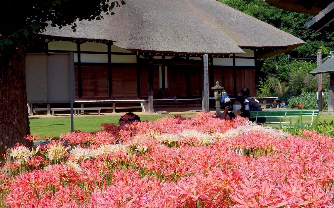 【超清日本】漫步神奈川县西方寺 酔芙蓉 2020.10哔哩哔哩bilibili