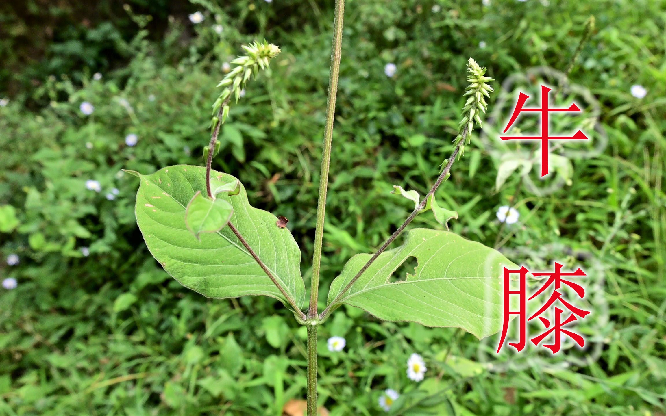 野草“牛膝”遇见认识吗?农村称为“腰膝草”,还是煲汤食材哔哩哔哩bilibili