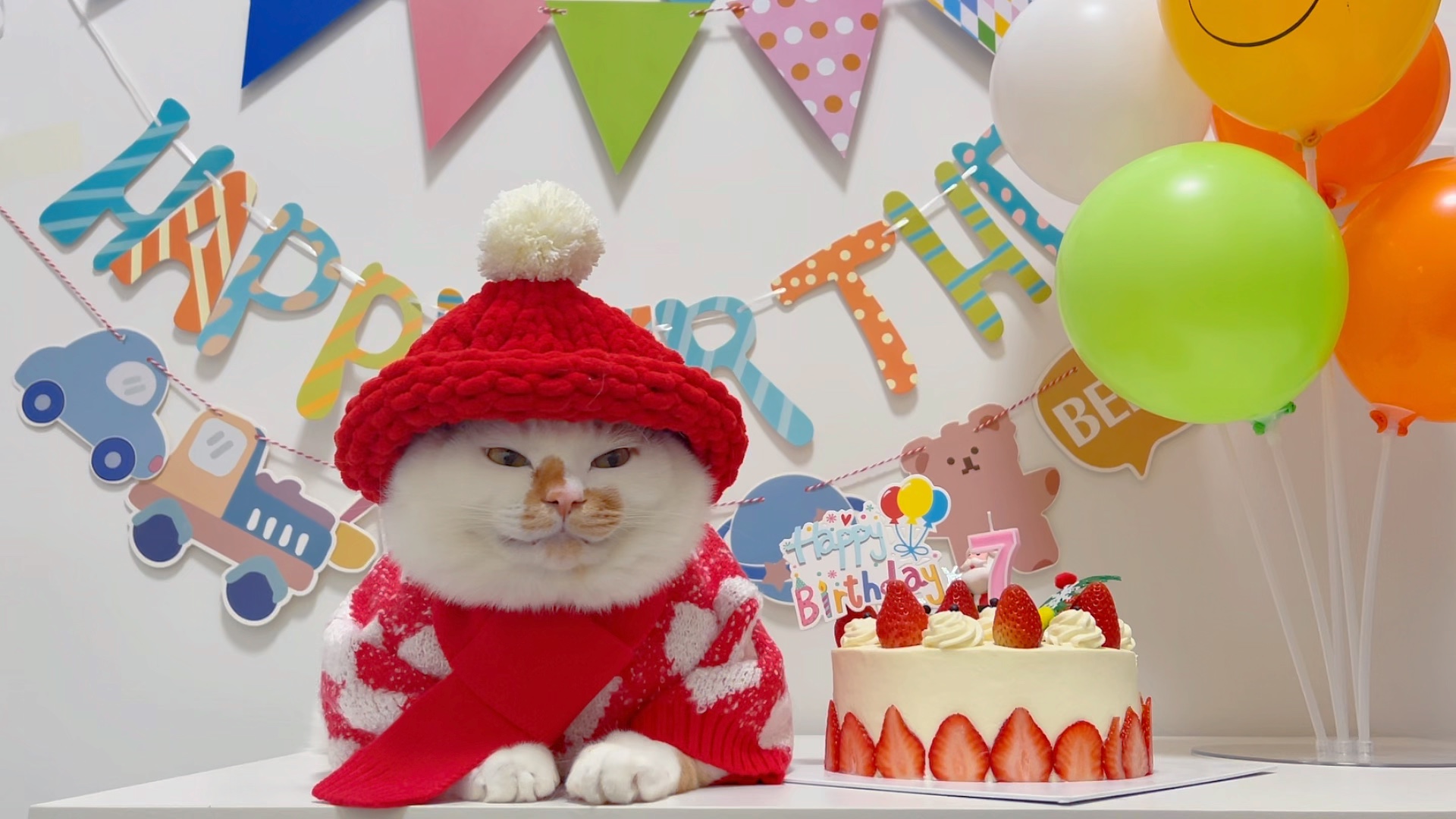 小猫咪过生日啦