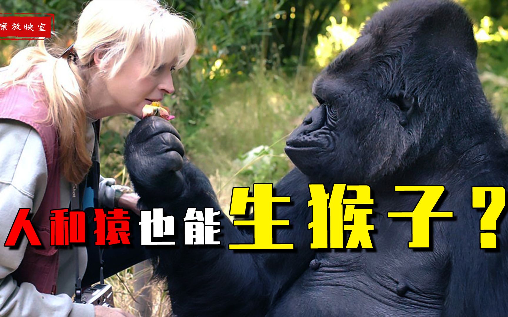 可怕的苏联"人猿杂交",企图让女性怀上猩猩的种?结果令人唏嘘