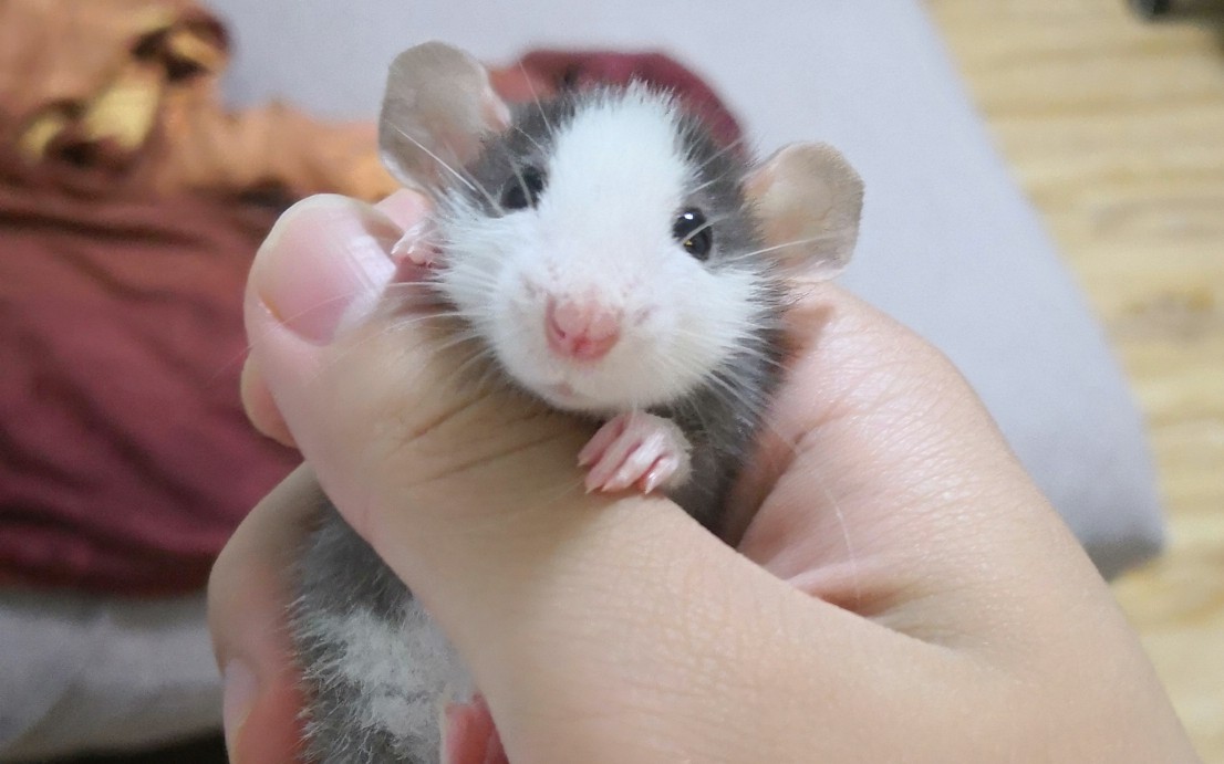 【花枝鼠】刚到家洗完澡的鼠宝宝