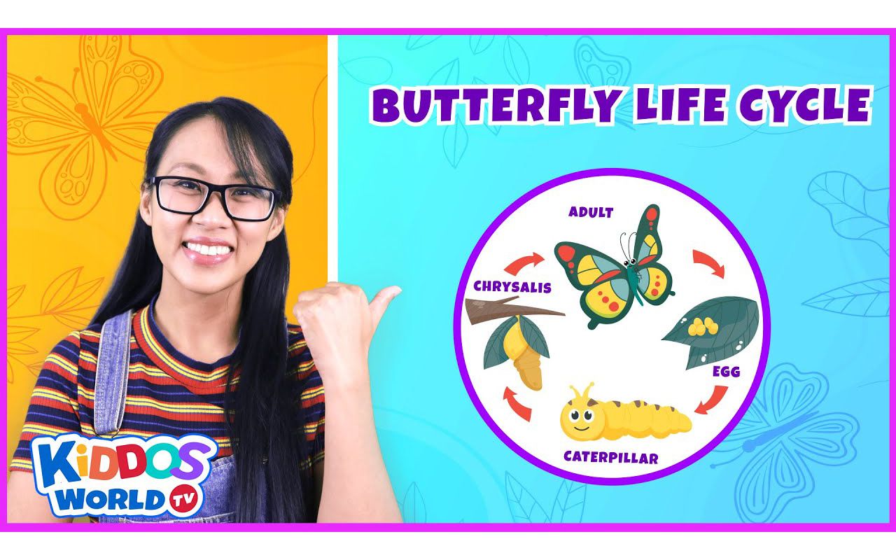 [图]Learn The Life Cycle of The Butterfly ｜ Butterfly Stages