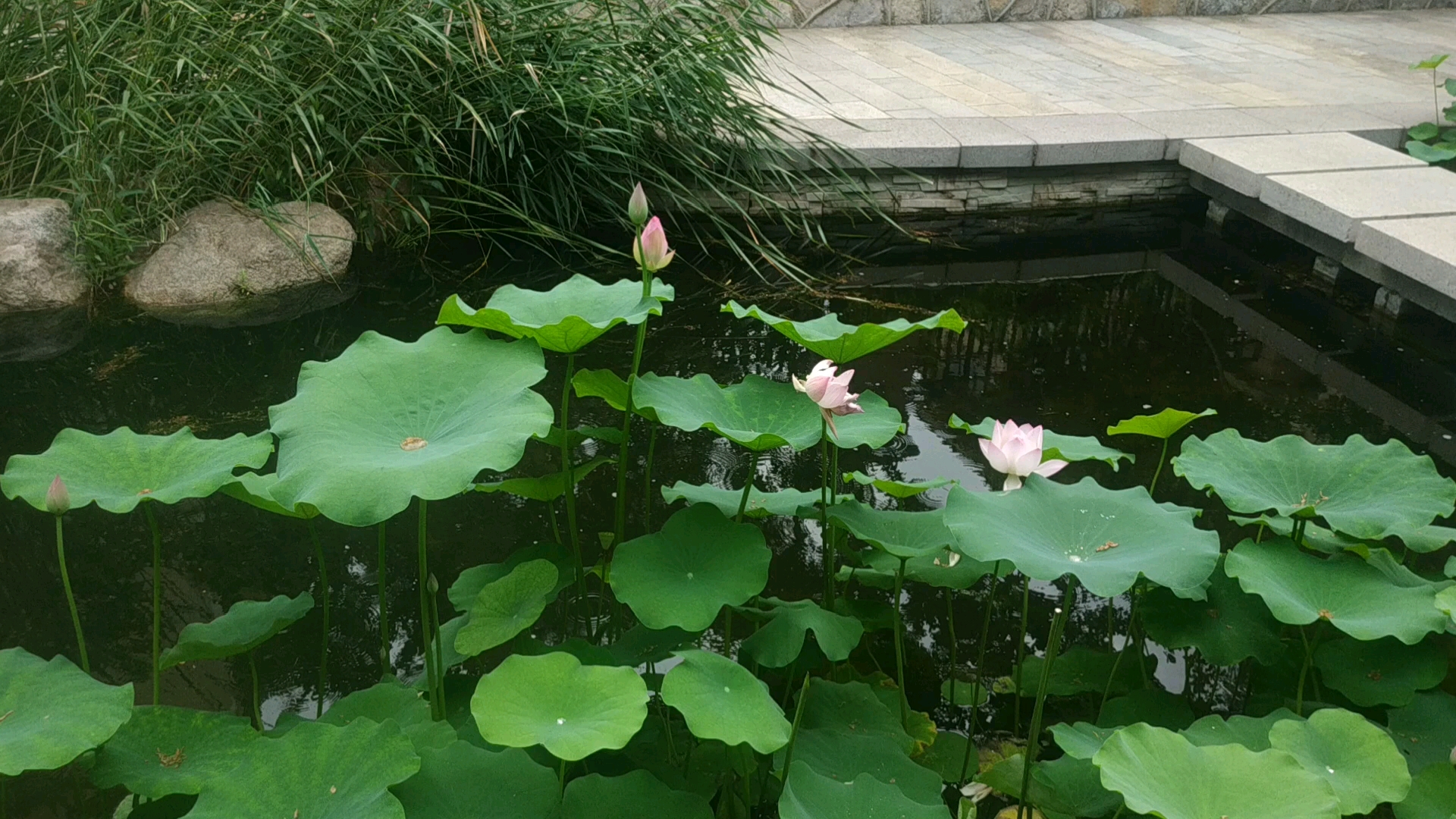 [图]小溪上的荷塘美景