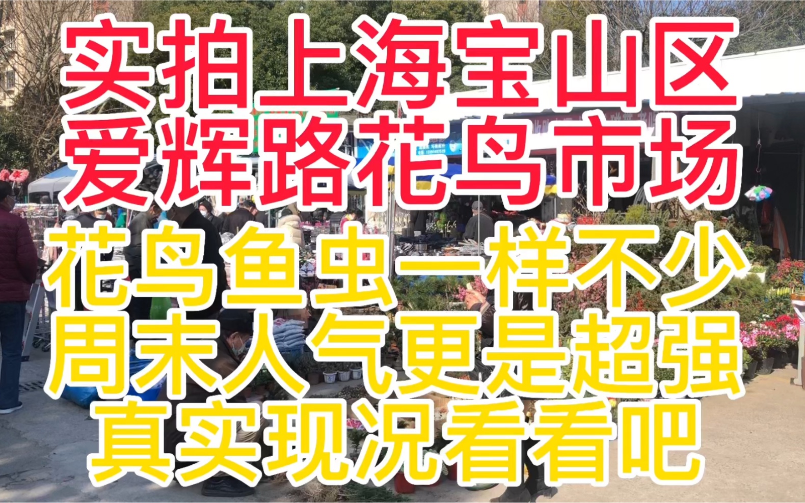 实拍上海宝山区爱辉路花鸟市场周未人气更是超强真实现况看看吧哔哩哔哩bilibili