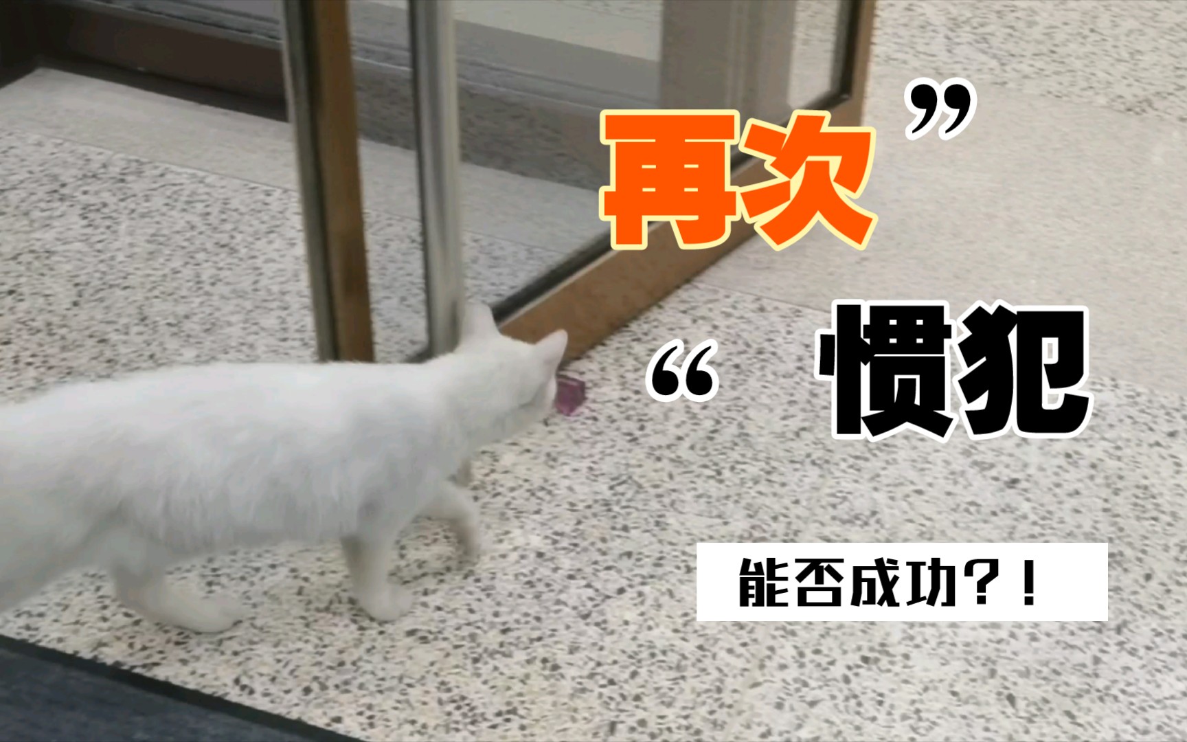 【交大猫猫】馆长与保安|《馆长被赶出图书馆 下》哔哩哔哩bilibili