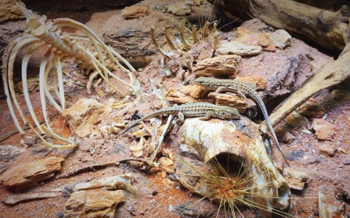 两捆卫生纸加10元小蜥蜴,打造美国西部荒漠!