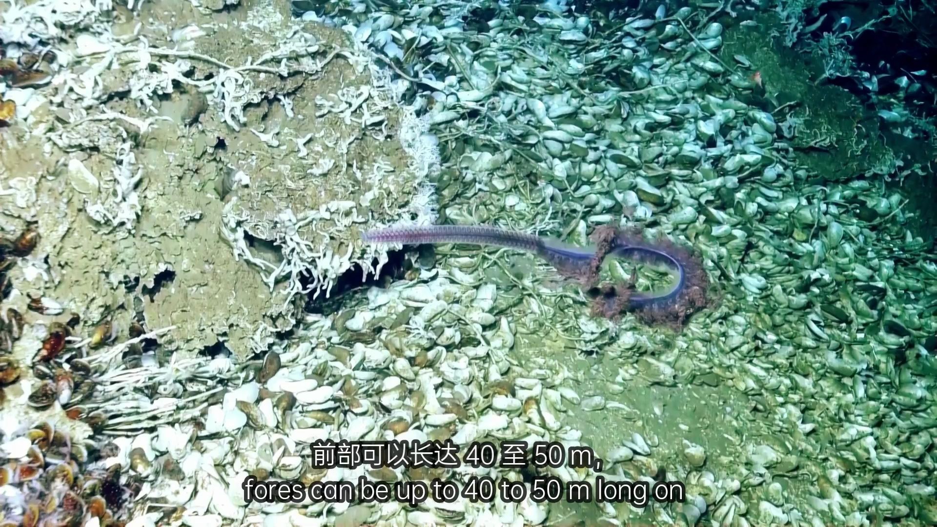 令人惊叹的管水母反击 - 2014(重制版!