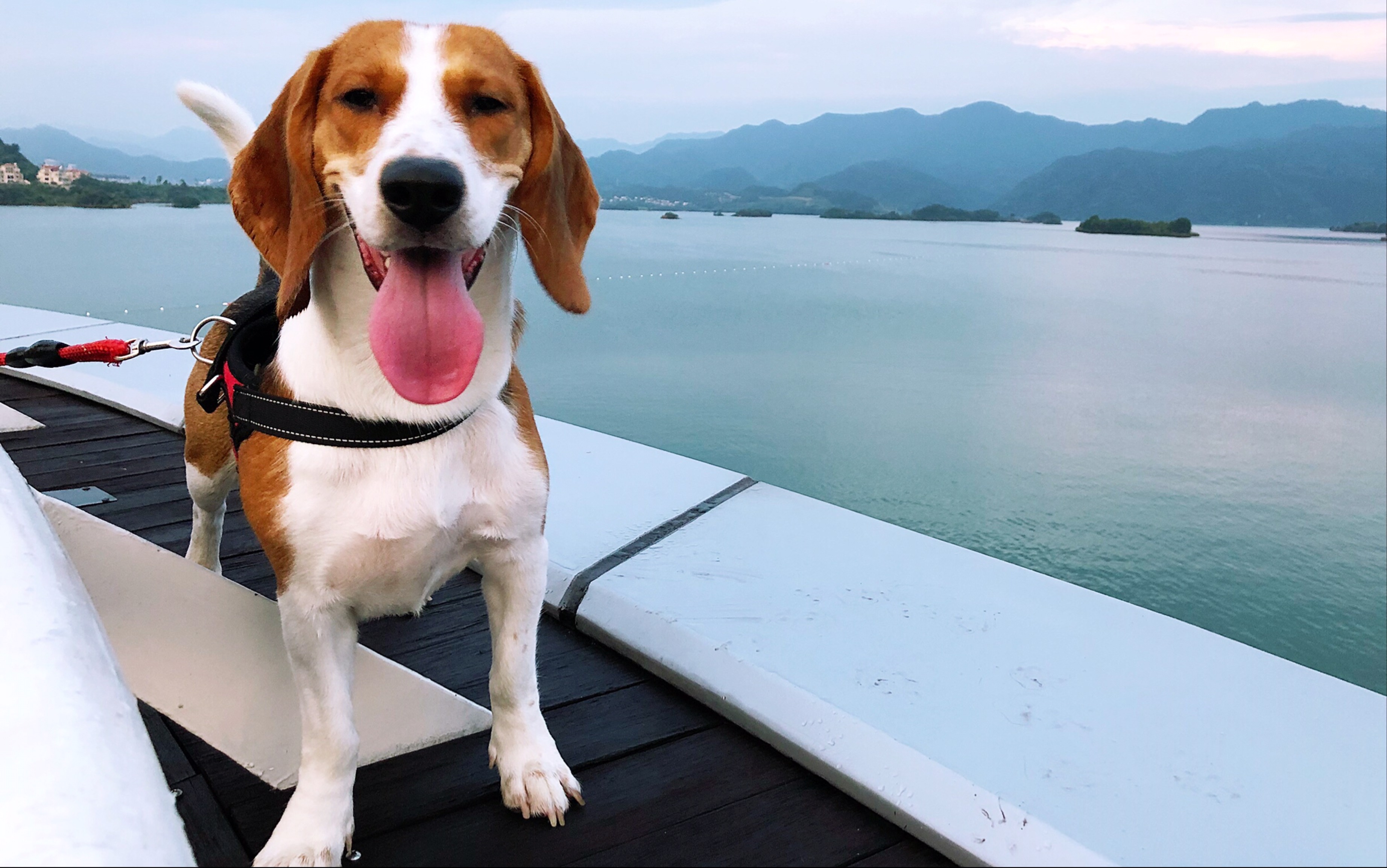 带着比格遛老公@千岛湖