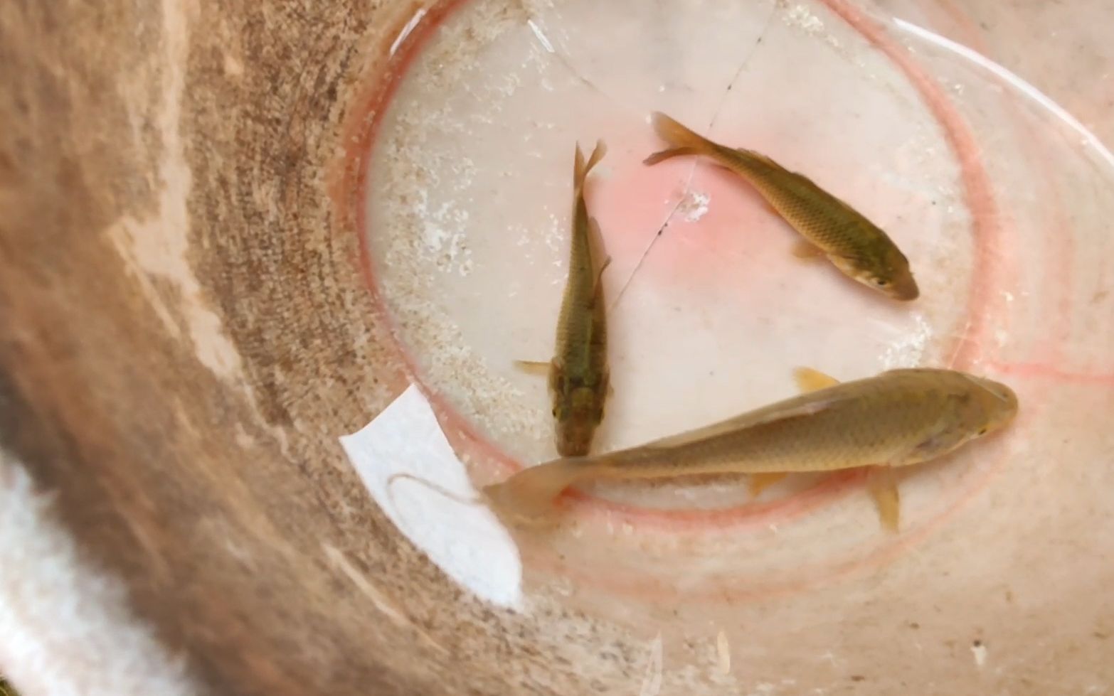 把小鲤鱼误当成鲫鱼了,回家发现后舍不得放生,放到自己的鱼池里