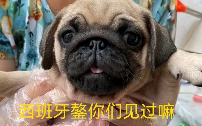 西班牙鏊犬哔哩哔哩bilibili