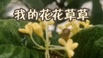 Télécharger la video: 我的花花世界