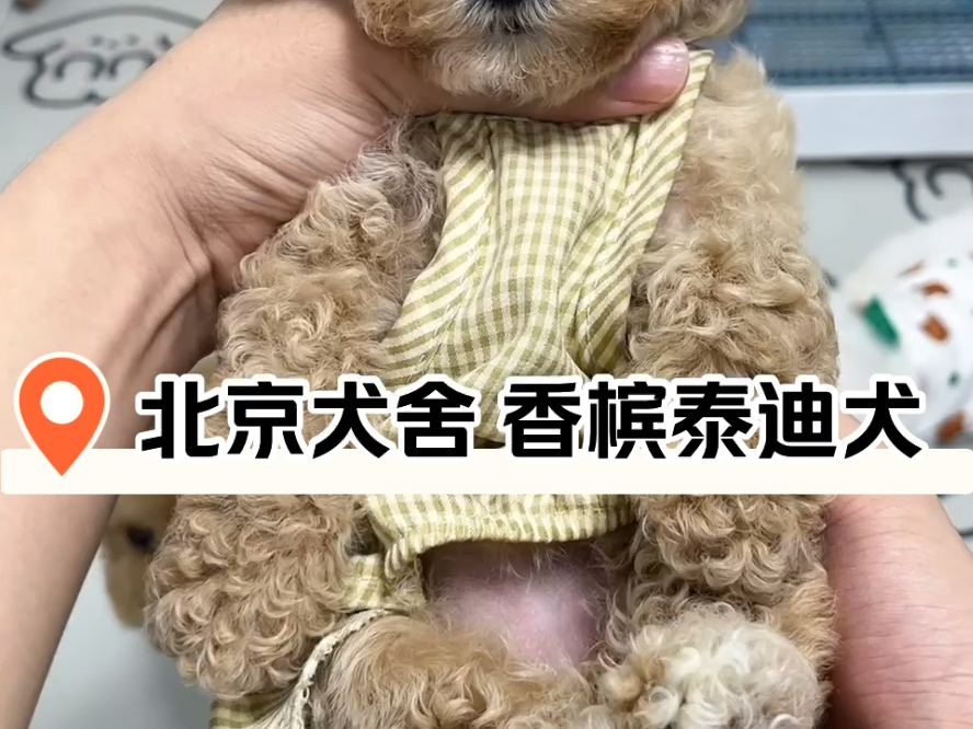 北京去哪买狗?北京泰迪犬舍推荐#北京靠谱犬舍可上门~13121060007哔哩哔哩bilibili