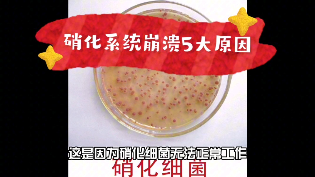 硝化系统崩溃:如何拯救你的水质?