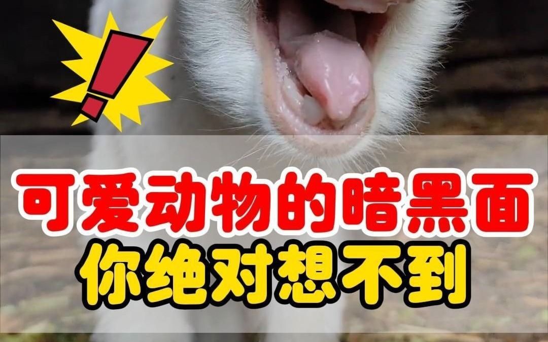 可爱动物的暗黑面,你绝对意想不到哔哩哔哩bilibili