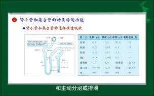 Download Video: #肾小管和集合管的物质转运功能#尿的生成与排出#人体生理学#医学知识科普#每天学习一点点