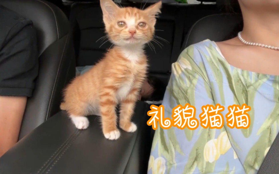 “虽然我是猫猫,但我有礼貌!!”哔哩哔哩bilibili