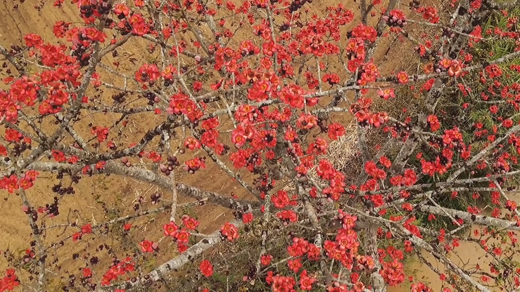 《紅棉》羅文,謳歌了廣州英雄之城,1981年香港十大中文金曲獎獲獎曲目