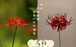 万物皆可扭扭棒‖011 石蒜（彼岸花）