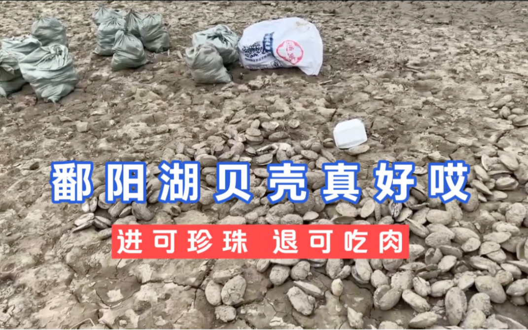 继鄱阳湖捡鱼之后,当地民众开始捡贝壳,一定概率有珍珠?哔哩哔哩bilibili