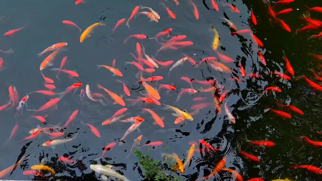 潭中鱼可百许头