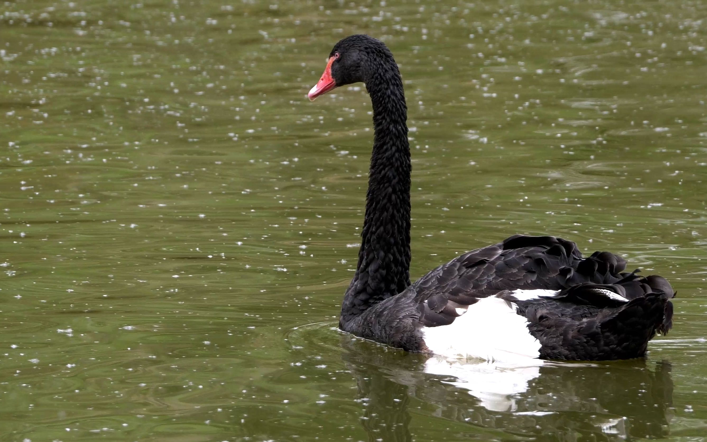 【黑天鹅】这只黑天鹅的左翅膀居然是白色的!