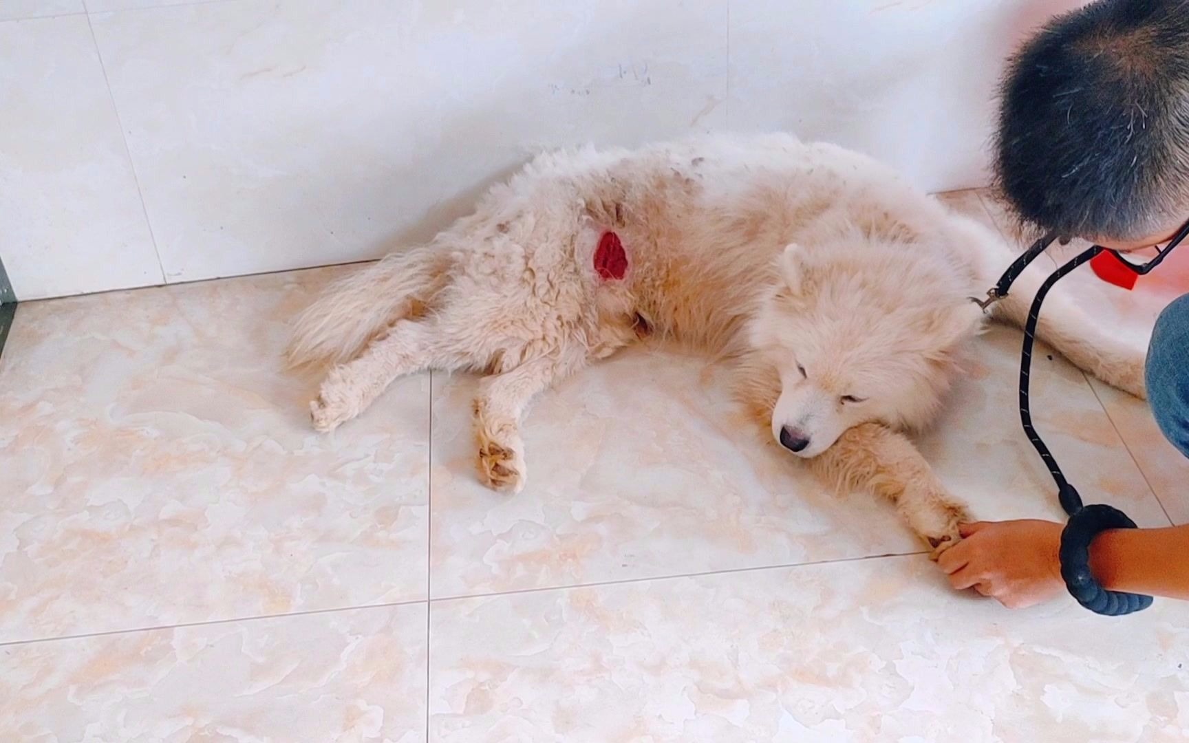 受伤的萨摩耶狗狗送到医院,狗狗脏臭跳蚤多,一哥不嫌弃全程爱护