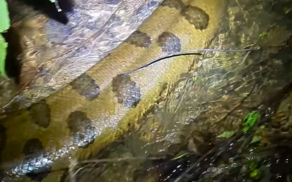 胆肥!夜晚进入亚马逊丛林探险遇森蚺,幸好是小的!