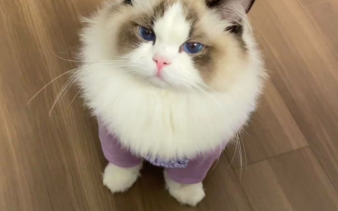 萌宠出道计划 布偶猫 又是被小猫可爱到的一天