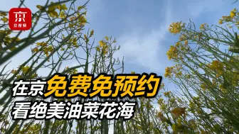 Download Video: 北京最大油菜花梯田正在盛开！免费观赏！