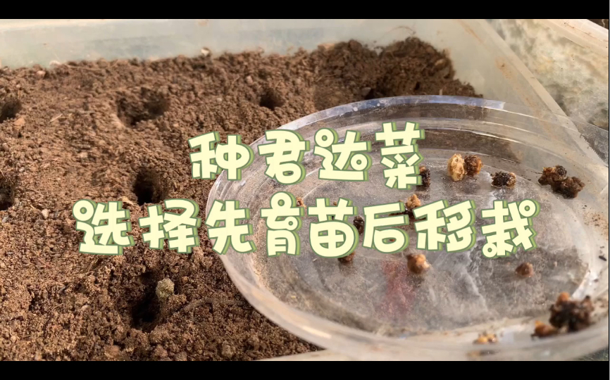 君达菜不生虫又能多次采收适合新手种植