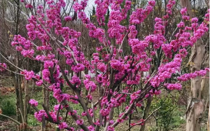 [图]紫荆花适合庭院别墅农家小院栽植