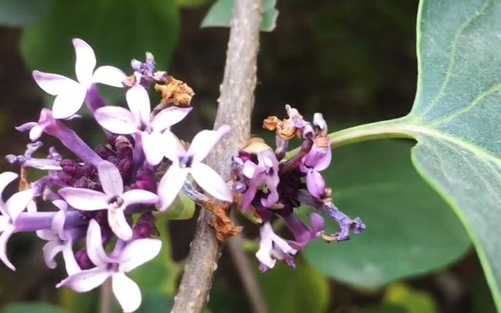 [图]北方的丁香花开了，莫不是妖异之兆？当然不是啦